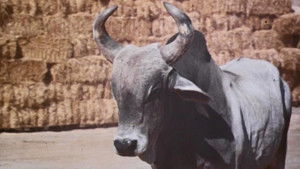 Furniture, Furniture, Who's Got the Furniture?