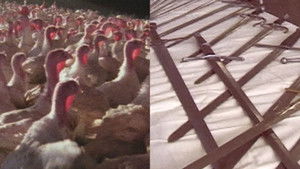 Thanksgiving Is Not for Turkeys