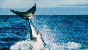 Air Jaws II: Even Higher