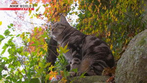 Hiroshima: Hills and Slopes