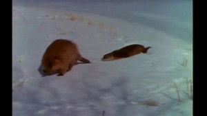 Winter Comes to Yellowstone