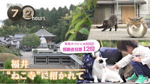 A Cat Temple: Soothing the Mind and Soul