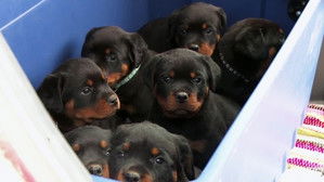 Flock Around the Clock