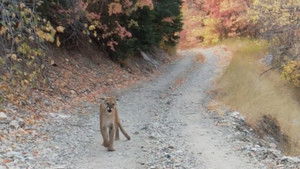 Man Stalked by Cougars, When Planes Collide, Buried Alive & Terrifying Drive