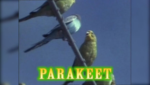 Chimps, Beakmania & Eye Exams