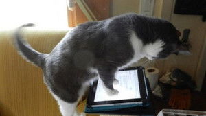 911, My Cat’s Holding Me Hostage!