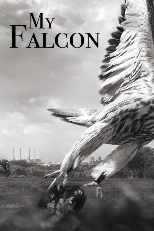 My Falcon