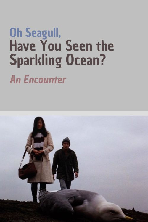 Oh Seagull, Have You Seen the Sparkling Ocean? An Encounter