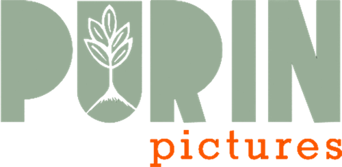 Purin Pictures
