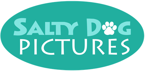 Salty Dog Pictures