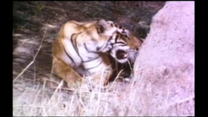 Tigers of Ranthambhor