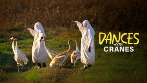 Dances with Cranes
