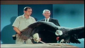 The Miracle of Flight